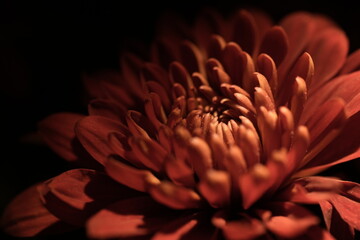 red dahlia flower in black background very contrasted red flower