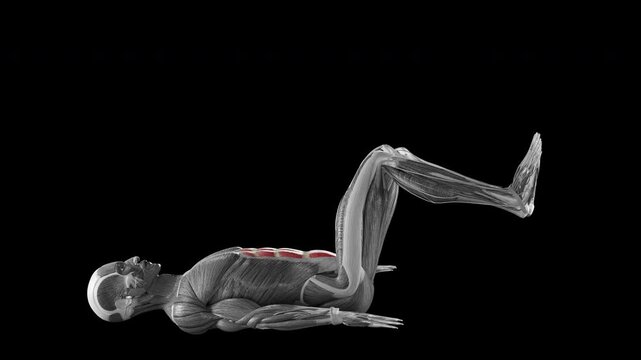 Reverse crunch exercise demonstration with muscle identification - side view
