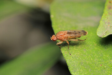 macro photo of housefly facing back