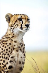 cheetah in the wild nature Generative AI