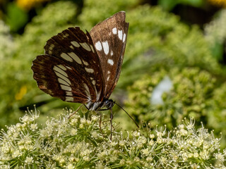 Close-up with Hungarian glider butterfly (neptis rivularis) sitting on a  flower. 