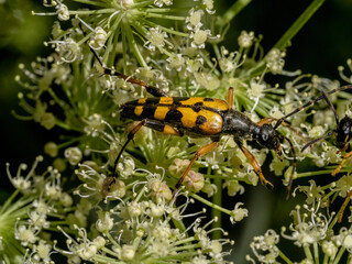 Close-up with Spotted long horn beetle Ruptela maculata  sitting on a  flower. 
