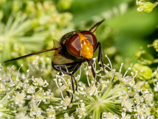 Close-up with Pellucid fly (Volucella pellucens) sitting on a  flower. 
