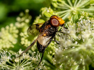 Close-up with Pellucid fly (Volucella pellucens) sitting on a  flower. 