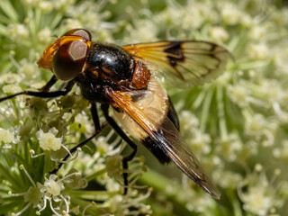 Close-up with Pellucid fly (Volucella pellucens) sitting on a  flower. 