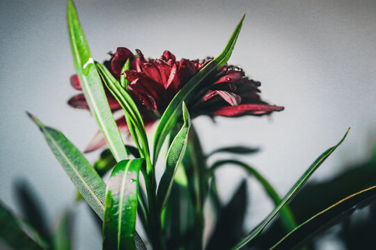 Red gebera flowers