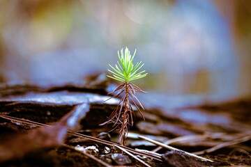 close up of a small pine tree