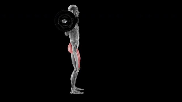 Barbell lunge exercise demonstration with muscle identification - side view