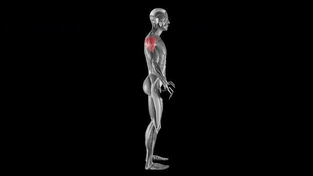 Dumbbell front raise exercise demonstration with muscle identification - side view