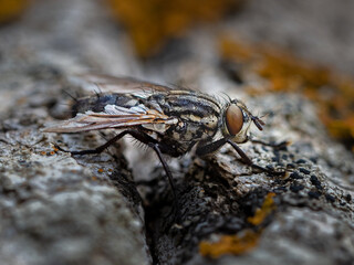 Mosca encima del arbol