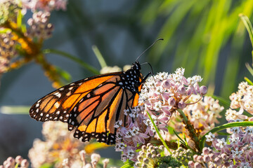 Monarch Butterfly feeding on milkweed flowers in Southern California. 