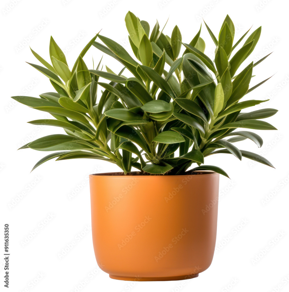 Canvas Prints png plant leaf transparent background potted plant.