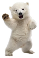 PNG Happy smiling dancingbaby polar bear mammal animal white.