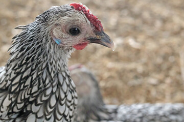 Rooster, hen on private farm in chicken coop close up. Comb and beak. Poultry farming and agriculture. Pure bred. 