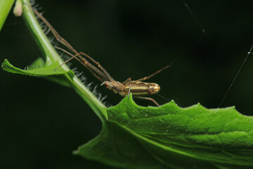 pholcus phalangioides spider macro photo
