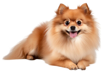 Fototapeta premium PNG Dog pomeranian mammal animal.