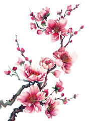 Fototapeta premium cherry blossom sakura