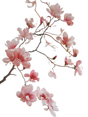 cherry blossom sakura