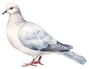 Naklejka premium PNG Animal pigeon bird transparent background