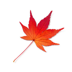 もみじ 落ち葉 イラスト リアル