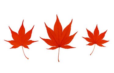 もみじ 落ち葉 イラスト リアル