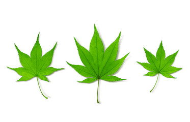 もみじ 落ち葉 イラスト リアル