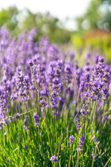 purple red wild flowers in the park