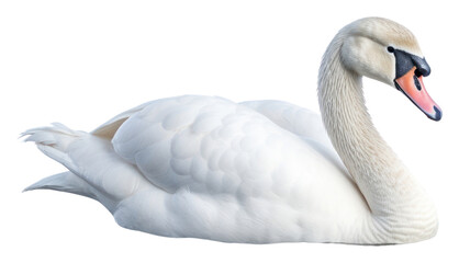 PNG Swan swan swimming animal.