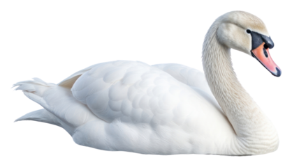 PNG Swan swan swimming animal.