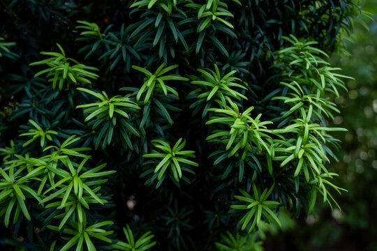 Yew tree green branches