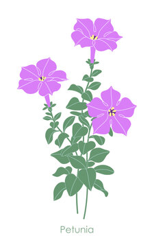 Simple Flowering Pink Petunia Garden Plant