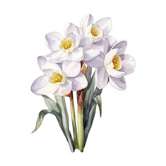 watercolor white flowers of spring season vector ilustration, white background