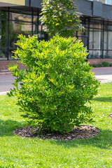 Bright green Magnolia bush in beautiful green city park or square at sunny day in spring or summer. Magnolia bush lush foliage. City gardening concept. Recreation area.