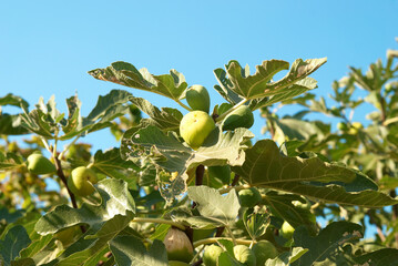 Fig fruit on green fig tree, fruit harvest