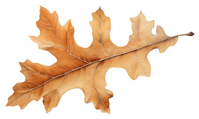 Fototapeta premium PNG Oak leaf plant tree creativity.