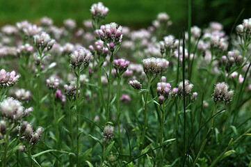Antennaria dioica cat's foot