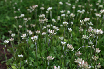 Antennaria dioica cat's foot