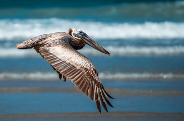 brown pelican on the beach by the ocean