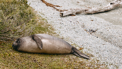 Resting Sea Lion