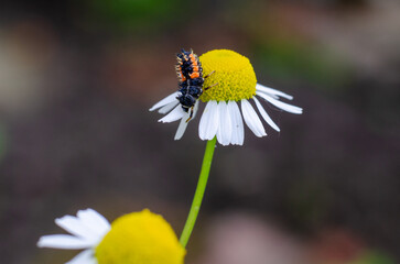 Fototapeta premium Ladybug larva on a chamomile flower close-up
