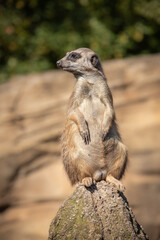 Cute Portrait of Furry Meerkat Standing on Rock in Zoo. Shallow Depth of Field of Alert Suricate in Zoological Garden.