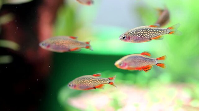 The celestial pearl danio Margaritatus Galaxy Microrasbora. Macro view the school of aquarium fish rasbora, Bright blue body pearly dots, orange red fins tails. shallow depth of field