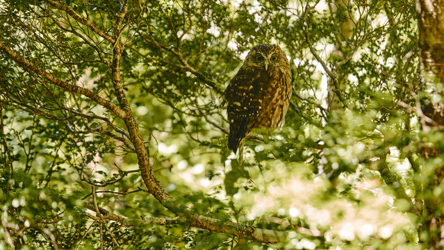 Owl Hidden Among Leaves