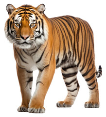Fototapeta premium PNG Wildlife animal mammal tiger.