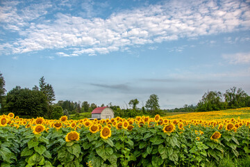 field of sunflowers and sky