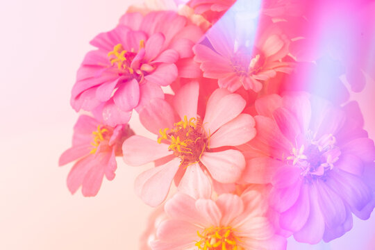 Up Close of zinnias on pink with prisms