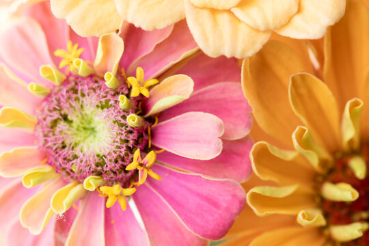 Up close of colorful zinnias background