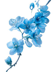 forget me not flowers