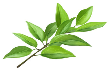 PNG Plant herbs leaf tree.