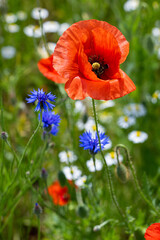 Mak (Papaver L.), rodzaj z rodziny makowatych - Papaveraceae Juss., obejmuje ponad 100 przeważnie...